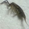 springtail.jpg