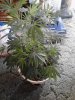 White Urkle. Middle of 3rd week flowering. 05-14.jpg