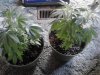 Two Danks Purple Fire. Rounding end of 2nd week flowering. 05-14.jpg