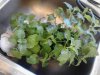 My Lemon Balm's ..jpg