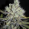 CBD-Sweet-Sour-widow-regular-220x220.jpg