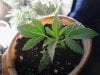 Jack Herer. vegging almost 2 weeks old. 05-15.jpg