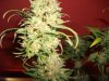 Herb Man Hustling  Week 11 Flowering Under 400w HPS 017.jpg