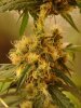 Durban - lower bud.jpg