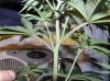 Week 6.5 Day 1 of Flowering 023.jpg