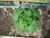 Unknown Strain - 25 days from germination - Top 4.jpg