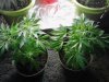 Danks Purple Fire. Flowering. 05-18 Lft topped. Rgt Untopped..jpg