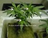 3754_hydro-marijuana-plant.jpg