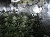 cfl grow light growcfl.com.jpg