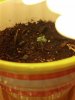 seedling day 3 close.jpg