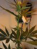 1wf-sativa1.jpg