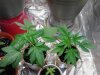 Snowcap left. Critical Jack Herer right. 05-23.jpg