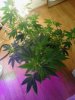 Royal Queen after alittle LST.  Already showing pistols. week 1 flowering. 05-25.jpg