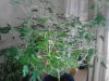 Bluedream.  Almost end of week 3 flowering. 05-25.jpg