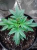 Critical Jack Herer. vegging. 05-26.jpg