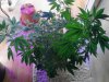 Royal Queen lst'd. 05-26  flowering..jpg