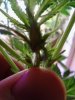 Super close to her stalk & bud formation.  CH. 05-27.jpg