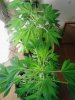 2 Danks Purple Fire. flowering. 05-27..jpg