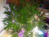 China Yunnan.. ;) she's getting HUGE!! flowering. 05-27.jpg