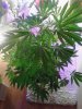 White Urkle. flowering. 05-27.jpg