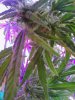 Lower bud formation. Bella (1) 05-27.jpg