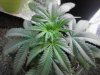 Casey Jones. 3 days from transplant & flip. 05-27.jpg