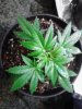 Jack Herer. going to veg awhile. 05-27.jpg