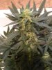 WoS Kush Ryder 2_3 Orangey Hairs.jpg