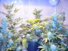 first_grow_229.jpg