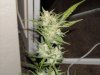 first_grow_260.jpg