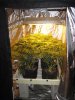 Cocogrow5-29.jpg