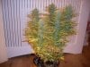 Trainwreck 20 Days Flower 4.jpg