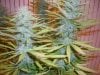 Trainwreck 20 Days Flower 5.jpg