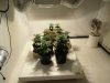 first grow room% garden 006.jpg