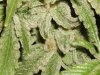 grapeStomper-untrimmed-close.jpg