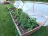 first grow room% garden 005.jpg