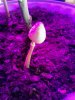 Haha! its shroooom time!! ;)  came up after adding organic soil.. 06-01.jpg