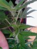 BB bud forming down atleast 7 inchs each cola. 06-03.jpg