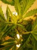 Royal Queen F2 clone. Flowering 06-05.jpg