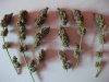 Herb Man Hustling After 11 Weeks Flowering, Cropping, Drying. 021.jpg