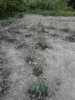 Tomato patch. 06-05.jpg