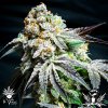 Cannaventure-Seeds-cookiewreck.jpg