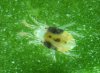 spider mite.jpg