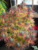 pink mama full plant.jpg