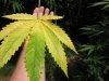 7-15-2011 medijuana 008.jpg