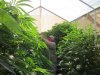 7-8-2011 greenhouse 011.jpg