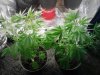 Dank Purple Kush. Flowering. Both fems. 06-07.jpg