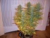 Trainwreck 20 Days Flower 4.jpg