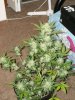 first_grow_277.jpg