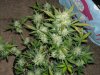 first_grow_278.jpg